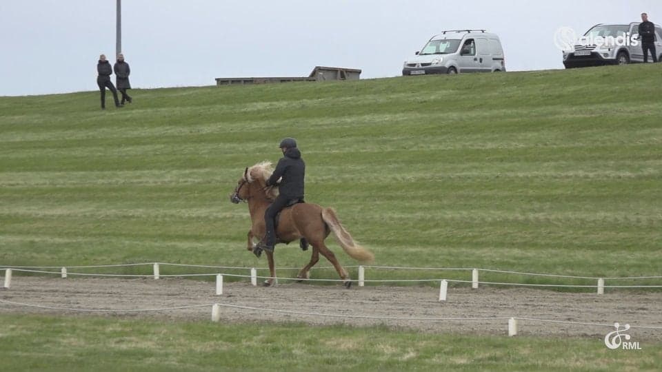 FIZO25 | IS2019284880 ALÍSA FRÁ STRANDARHJÁLEIGU / ELVAR ÞORMARSSON