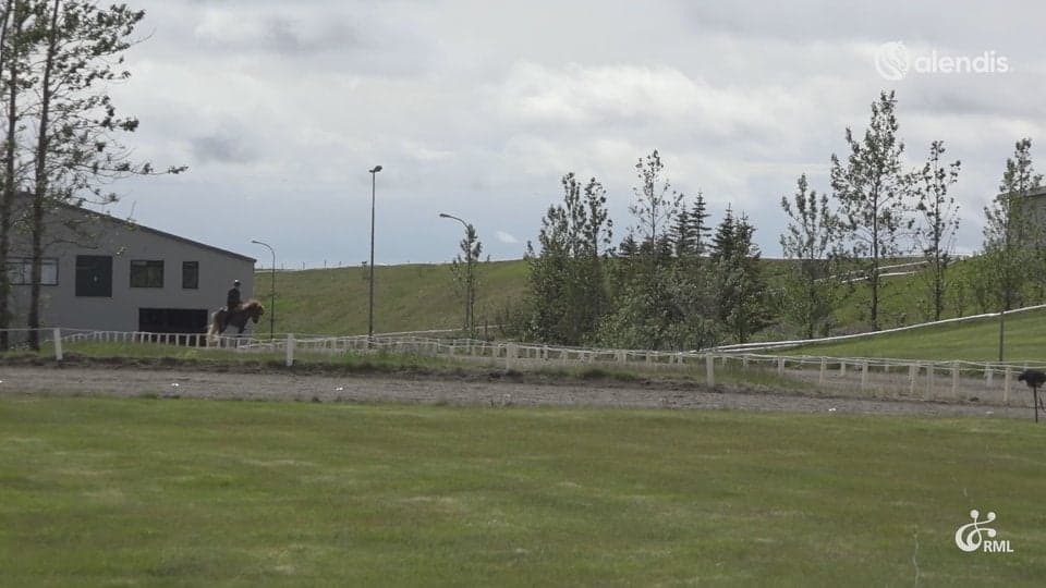 FIZO25 | IS2021135589 FALINN FRÁ HÆGINDI / ÞORGEIR ÓLAFSSON