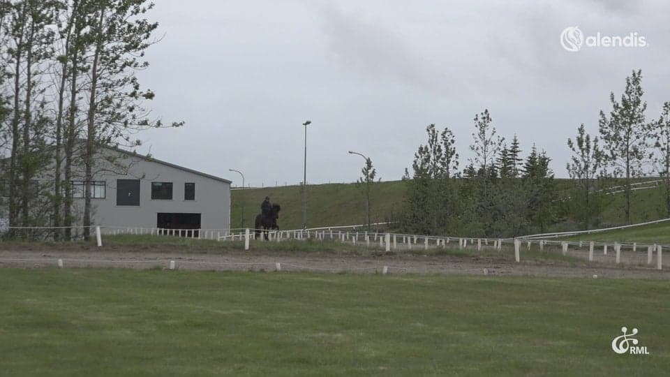 FIZO25 | IS2017284877 BASSÝ FRÁ STRANDARHJÁLEIGU / ELVAR ÞORMARSSON