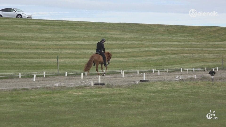 FIZO25 | IS2020286939 RÚN FRÁ ÁRBÆ / ÁRNI BJÖRN PÁLSSON